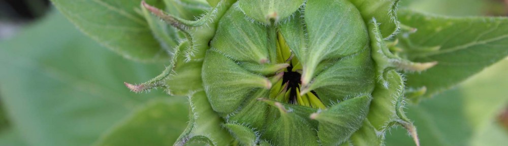 The Simple Life 2012